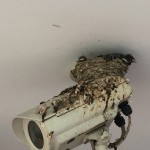 ツバメがヒナになっていた。巣立ちの準備はもうすぐ。