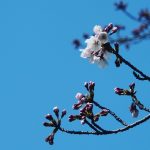 2017年 草加市の桜は咲き始め 満開まではもう少し