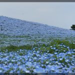 ネモフィラを見に国営ひたち海浜公園へ行ってきたGW前