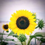 Sunflower @SOKA / ひまわり @草加